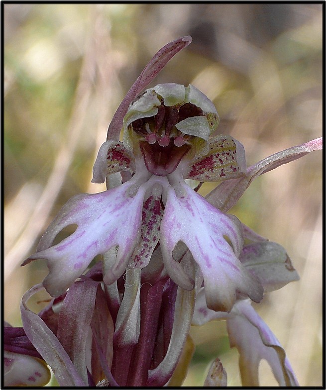 Lusus di Barlia robertiana